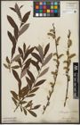 Foto von Salix purpurea L. x Salix silesiaca Willd.